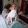 blanket, brown, chocolates, couch, decor, dog, expression, floor_tile, furniture, hat, indoor, living_room, pet, photograph, plant, relaxed, seated, table, wall, white