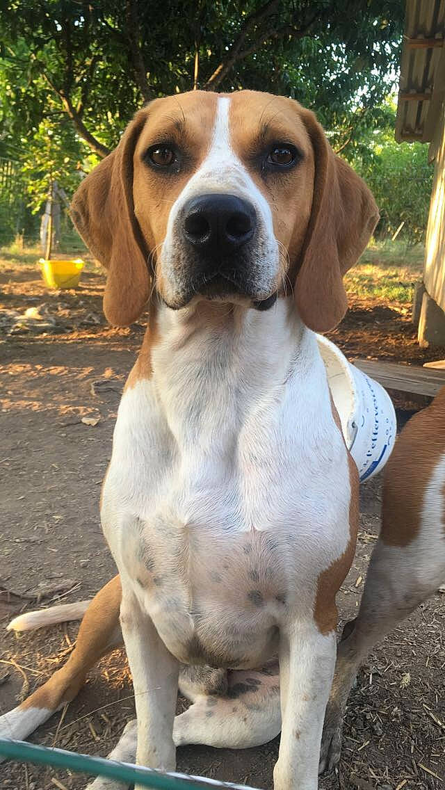 Nok a rejoint le concours — aidez-le/la à gagner de superbes lots ! american_foxhound, beagle, beagle_harrier, canidae, carnivore, dog, dog_breed, english_foxhound, estonian_hound, finnish_hound, grand_anglo_francais_tricolore, harrier, hound, hunting_dog, mammal, posavac_hound, serbian_tricolour_hound, snout, treeing_walker_coonhound, vertebrate