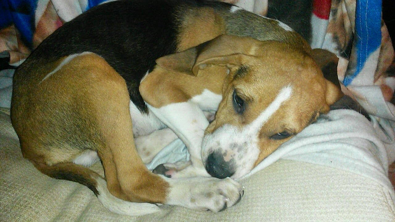 Nok participe au concours pour gagner de l'argent avec cette photo : american_foxhound, beagador, beagle, beagle_harrier, canidae, carnivore, dog, dog_breed, drever, english_foxhound, estonian_hound, fawn, feist, finnish_hound, grand_anglo_francais_tricolore, hamiltonstovare, harrier, mammal, serbian_tricolour_hound, vertebrate