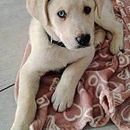 Oréo a rejoint le concours — aidez-le/la à gagner de superbes lots ! puppy, dog, heterochromia, blue_eye, brown_eye, blanket, pink_blanket, heart_pattern, floor, indoor, collar, pet, cute, animal, fur, paw, resting, young_dog, close_up, laying_down