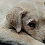 puppy, dog, close_up, lying_down, fur, light_colored, pet, animal, cute, sad_eyes, resting, canine, young, face, portrait, indoors, soft_texture, ears, nose, paw