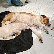 Noisette participe au concours pour gagner de l'argent avec cette photo : animal, blanket, brown, canine, companion, cozy, cute, dog, domestic, floor, fur, indoor, paw, pet, puppy, relaxation, resting, sleeping, tile, white