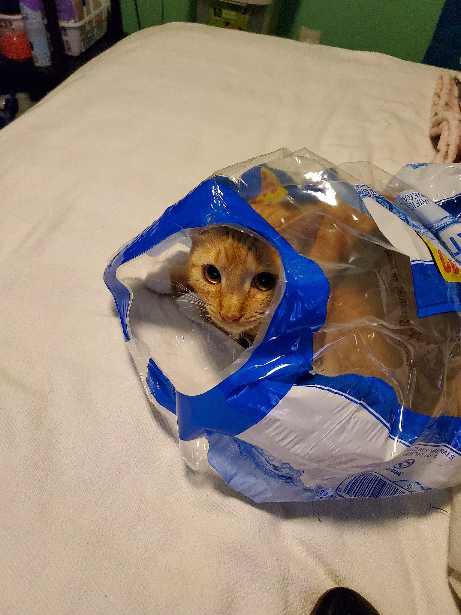 Nubby joined the competition — help win amazing prizes! bed_sheet, blanket, canidae, carnivore, cat, felidae, linens, small_to_medium_sized_cats, snout, textile, whiskers