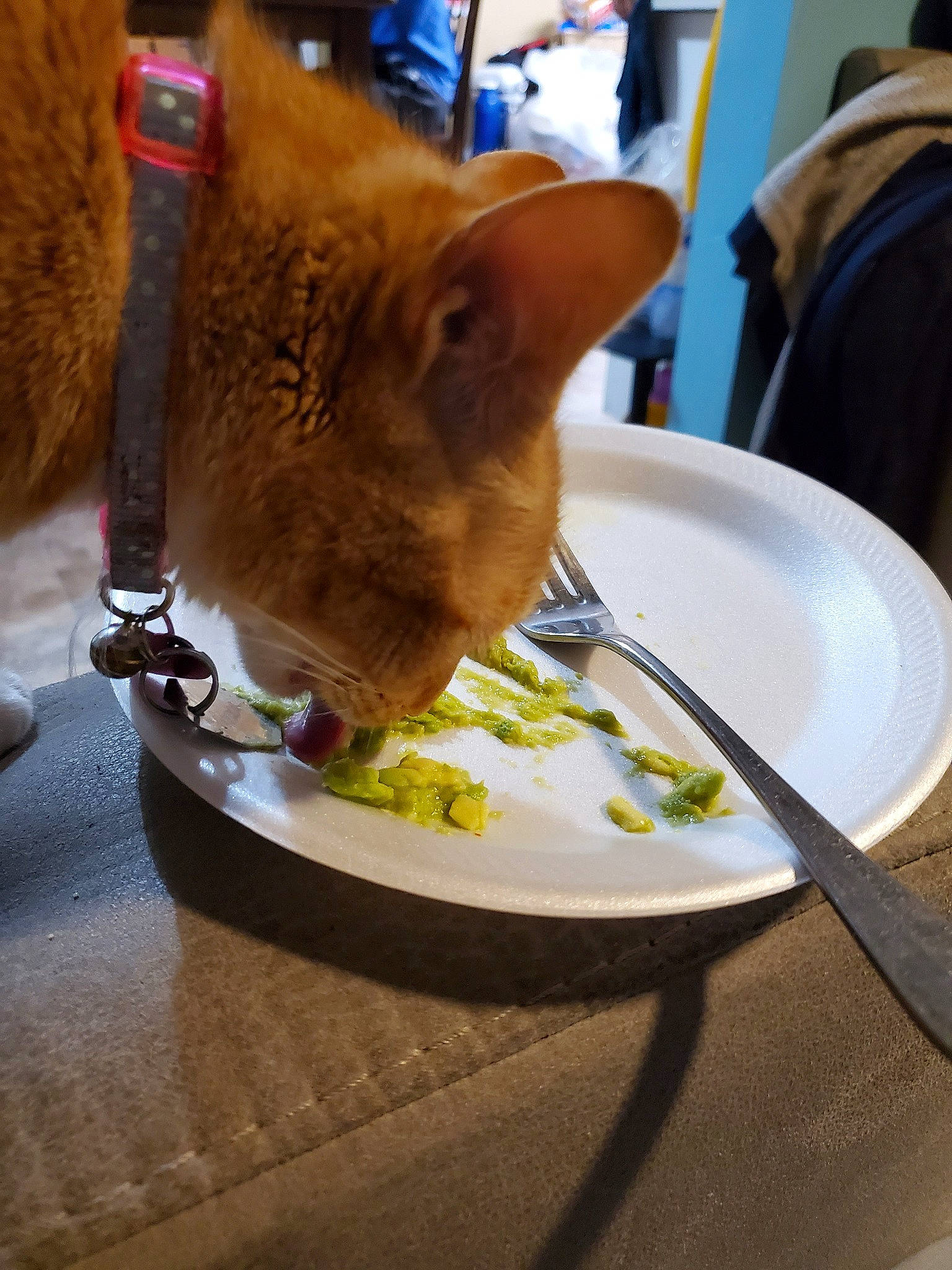 Nubby is registered to the contest to win money with this photo: abyssinian, burmese, carnivore, cat, cuisine, dish, fawn, felidae, food, german_rex, side_dish, small_to_medium_sized_cats, table, whiskers