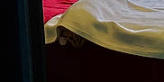Nubby joined the competition — help win amazing prizes! bed, bed_sheet, bedding, furniture, linens, red, room, textile