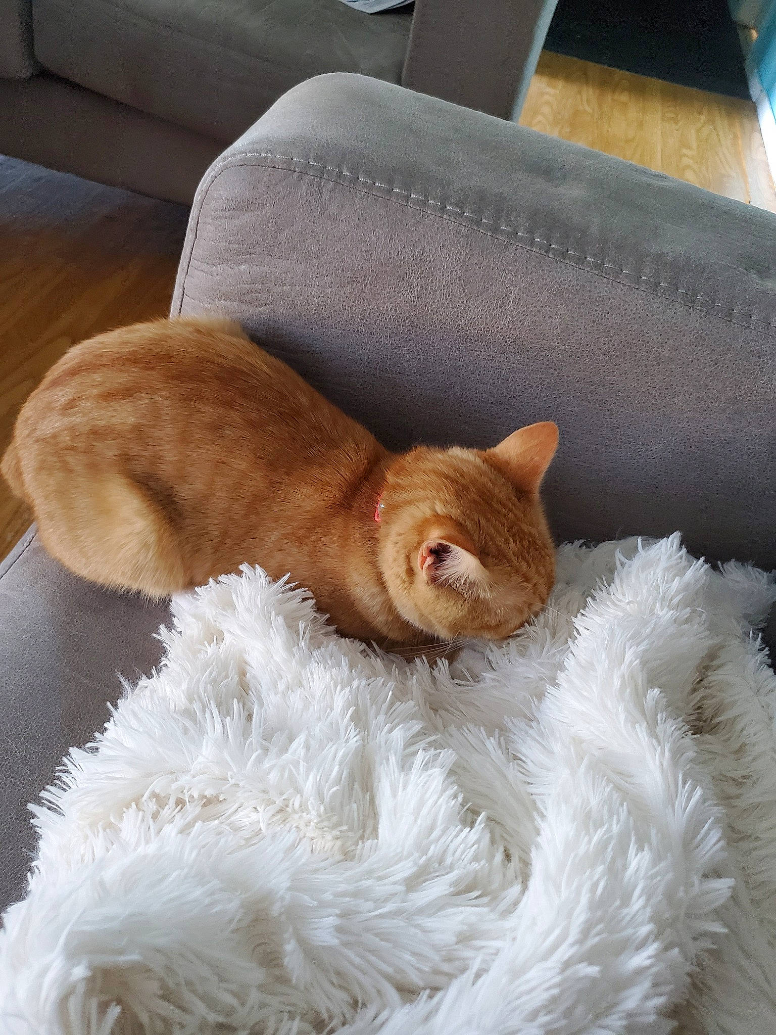 Nubby joined the competition — help win amazing prizes! asian, carnivore, cat, comfort, ear, fawn, felidae, fur, furniture, german_rex, kitten, small_to_medium_sized_cats, tabby_cat, tail, whiskers