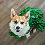 dog, corgi, pet, animal, smiling, happy, costume, green, sparkly, floor, indoor, cute, ears, fur, portrait, looking_up, domestic_animal, friendly, canine, playful