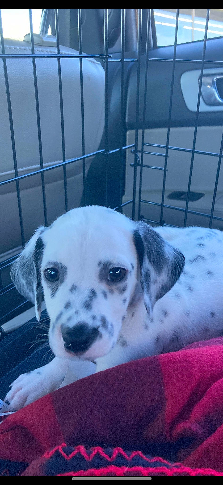 Chief is registered to the contest to win money with this photo: animal_shelter, canidae, carnivore, companion_dog, dog, dog_breed, dog_supply, fawn, mammal, metal, non_sporting_group, pet_supply, puppy_love, snout, sporting_group, street_dog, whiskers, working_animal