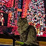 Torrie Higgins is registered to the contest to win money with this photo: bicycle_handlebar, candle, cat, christmas_tree, cozy, curtains, decorations, festive, fireplace, fluffy_cat, furniture, holiday_lights, home, indoor, ornaments, pet, plant, table, warm, window