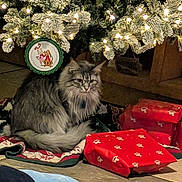 Torrie Higgins joined the competition — help win amazing prizes! animal, cat, celebration, christmas_lights, christmas_tree, cozy, decorations, festive, floor, fur, gift, holiday, holiday_decor, indoor, ornament, pet, presents, red_wrapping_paper, tabby, tree_skirt