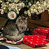 animal, cat, celebration, christmas_lights, christmas_tree, cozy, decorations, festive, floor, fur, gift, holiday, holiday_decor, indoor, ornament, pet, presents, red_wrapping_paper, tabby, tree_skirt