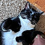 cat, tuxedo_cat, black_and_white, sleeping, relaxed, pet, fur, whiskers, carpet, indoor, close_up, cute, animal, resting, paw, feline, cozy, domestic_cat, mammal, nap