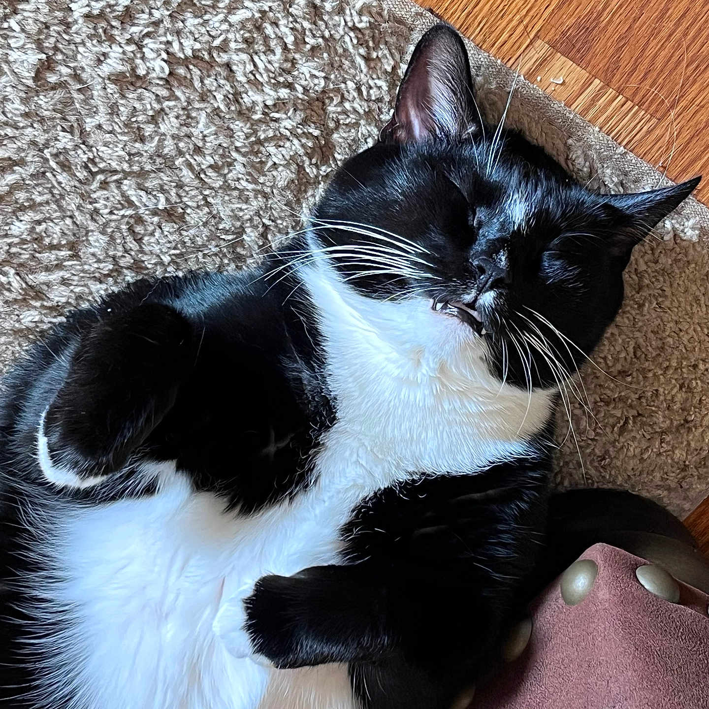 Leo is registered to the contest to win money with this photo: animal, black_and_white, carpet, cat, close_up, cozy, cute, domestic_cat, feline, fur, indoor, mammal, nap, paw, pet, relaxed, resting, sleeping, tuxedo_cat, whiskers