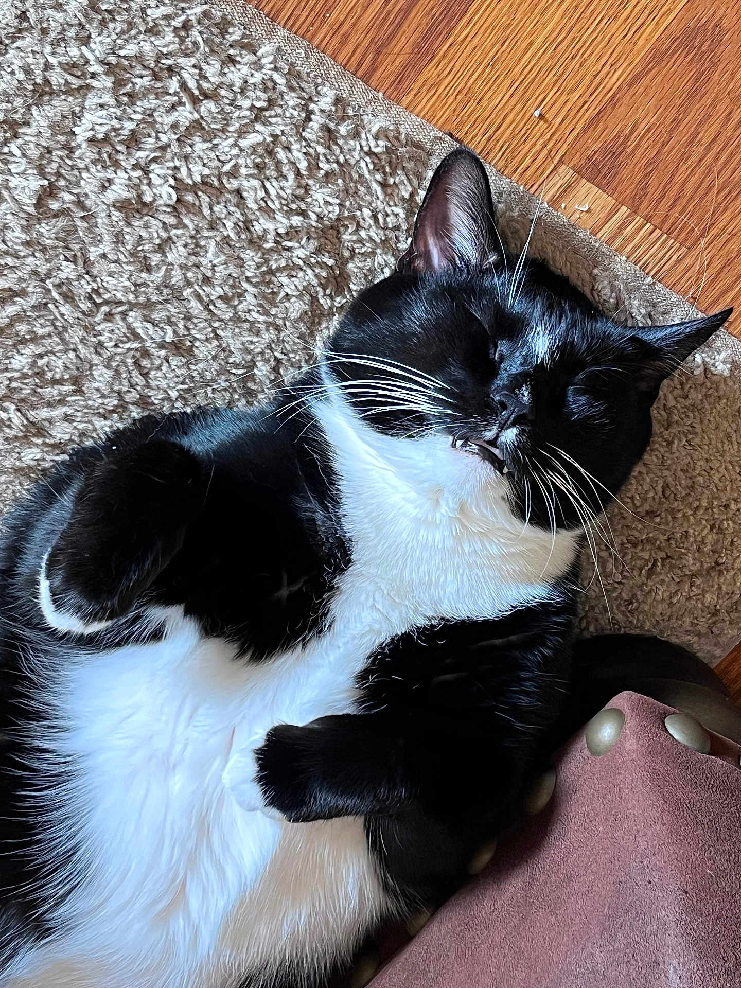Leo is registered to the contest to win money with this photo: cat, tuxedo_cat, black_and_white, sleeping, relaxed, pet, fur, whiskers, carpet, indoor, close_up, cute, animal, resting, paw, feline, cozy, domestic_cat, mammal, nap