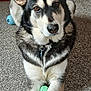 animal, bone, carpet, collar, cute, dog, domestic, ears, eyes, front_paws, fur, house, husky, indoor, laying, mammal, paw, pet, playing, toy