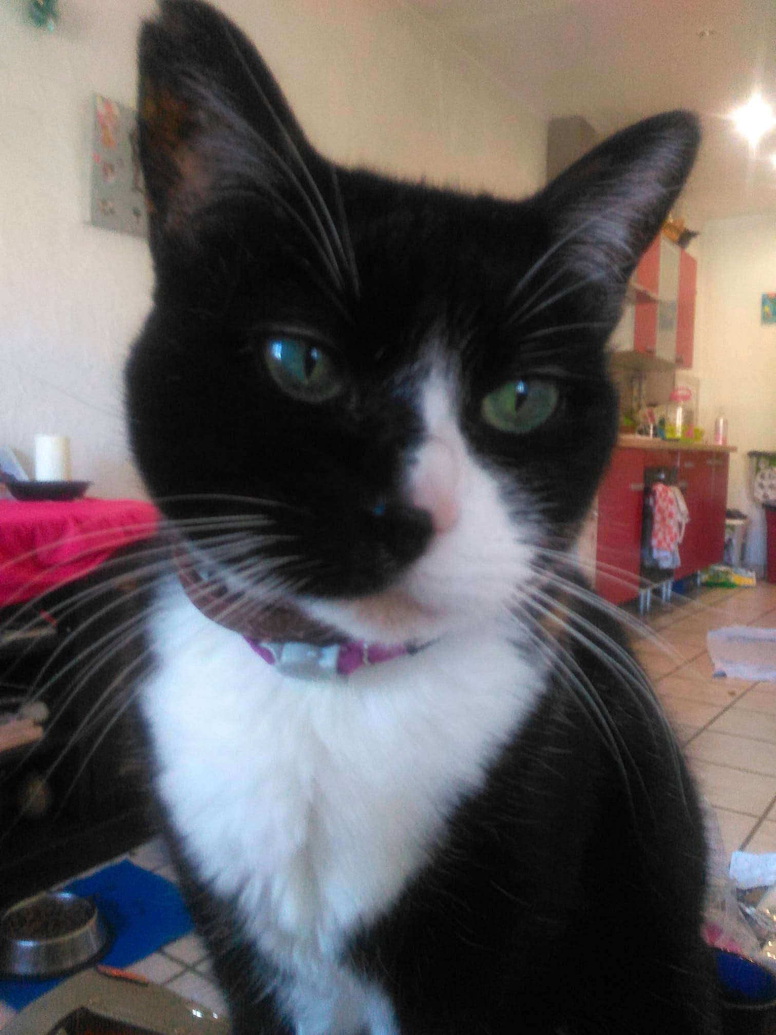 Minette a rejoint le concours — aidez-le/la à gagner de superbes lots ! black_and_white, black_cat, carnivore, cat, domestic_short_haired_cat, ear, eye, felidae, fur, iris, kitten, polydactyl_cat, small_to_medium_sized_cats, snout, whiskers