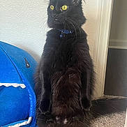 Salem is registered to the contest to win money with this photo: alert, bell, black_cat, blue_collar, carpet, cat, curious, cute, doorway, feline, fluffy, indoor, pet, shark_bed, standing, tail, toy, wall, whiskers, yellow_eyes