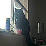 black_cat, blinds, can, candle, cat, curiosity, dark_room, daylight, diet_coke, feline, fluffy, household_items, indoor, lamp, pet, shadow, sitting, tag, window, windowsill