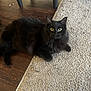 Salem joined the competition — help win amazing prizes! animal, black_cat, carpet, cat, cozy, curious, cute, domestic_cat, eyes, fluffy, fur, furniture_leg, household, indoor, laying_down, looking_up, mammal, pet, whiskers, wood_floor