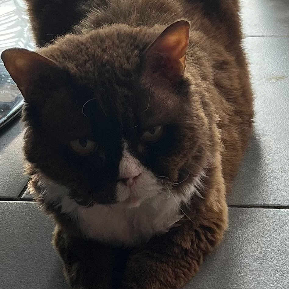 Histckok a rejoint le concours — aidez-le/la à gagner de superbes lots ! cat, pet, animal, feline, brown, white, fur, paws, indoor, floor, tile, resting, cute, adorable, closeup, portrait, mammal, whiskers, ears, eyes