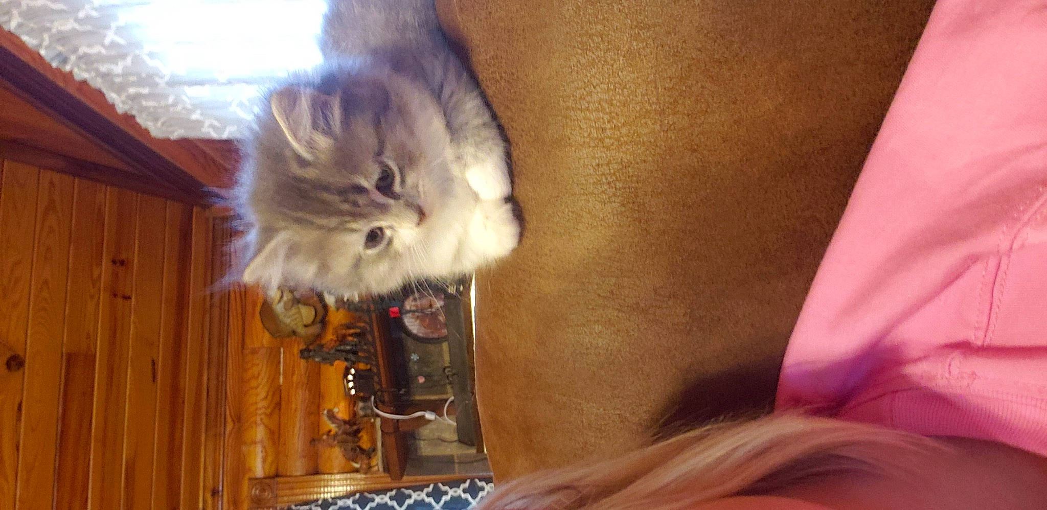 Flossy joined the competition — help win amazing prizes! british_longhair, carnivore, cat, chest, claw, comfort, companion_dog, fawn, felidae, flesh, fur, human_leg, magenta, paw, small_to_medium_sized_cats, snout, tail, whiskers