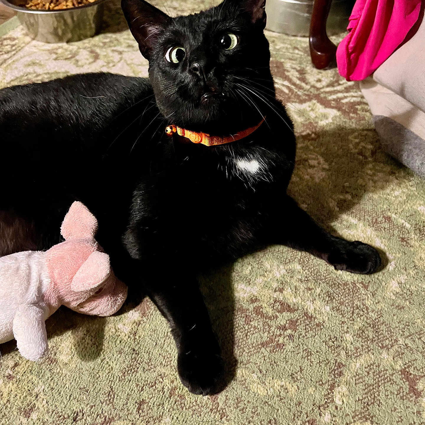 Crossy is registered to the contest to win money with this photo: animal, black_cat, carpet, cat, curious, cute, domestic, floor, food_bowl, furniture, indoor, mammal, orange_collar, pet, pig_toy, plush_toy, relaxed, toy, whiskers, wide_eyes