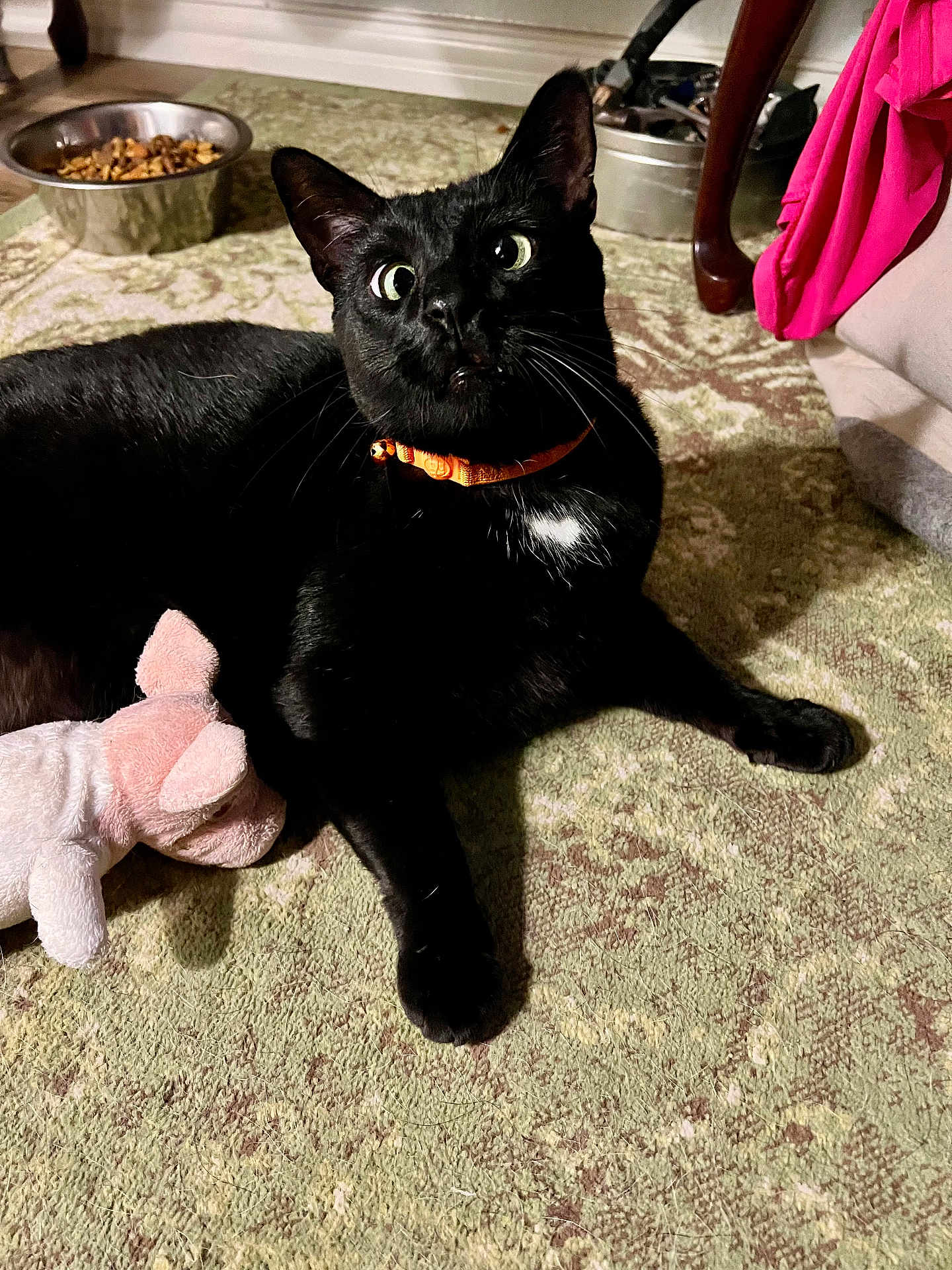 Crossy is registered to the contest to win money with this photo: black_cat, cat, orange_collar, plush_toy, pig_toy, carpet, food_bowl, indoor, furniture, curious, pet, animal, wide_eyes, floor, domestic, cute, relaxed, toy, mammal, whiskers