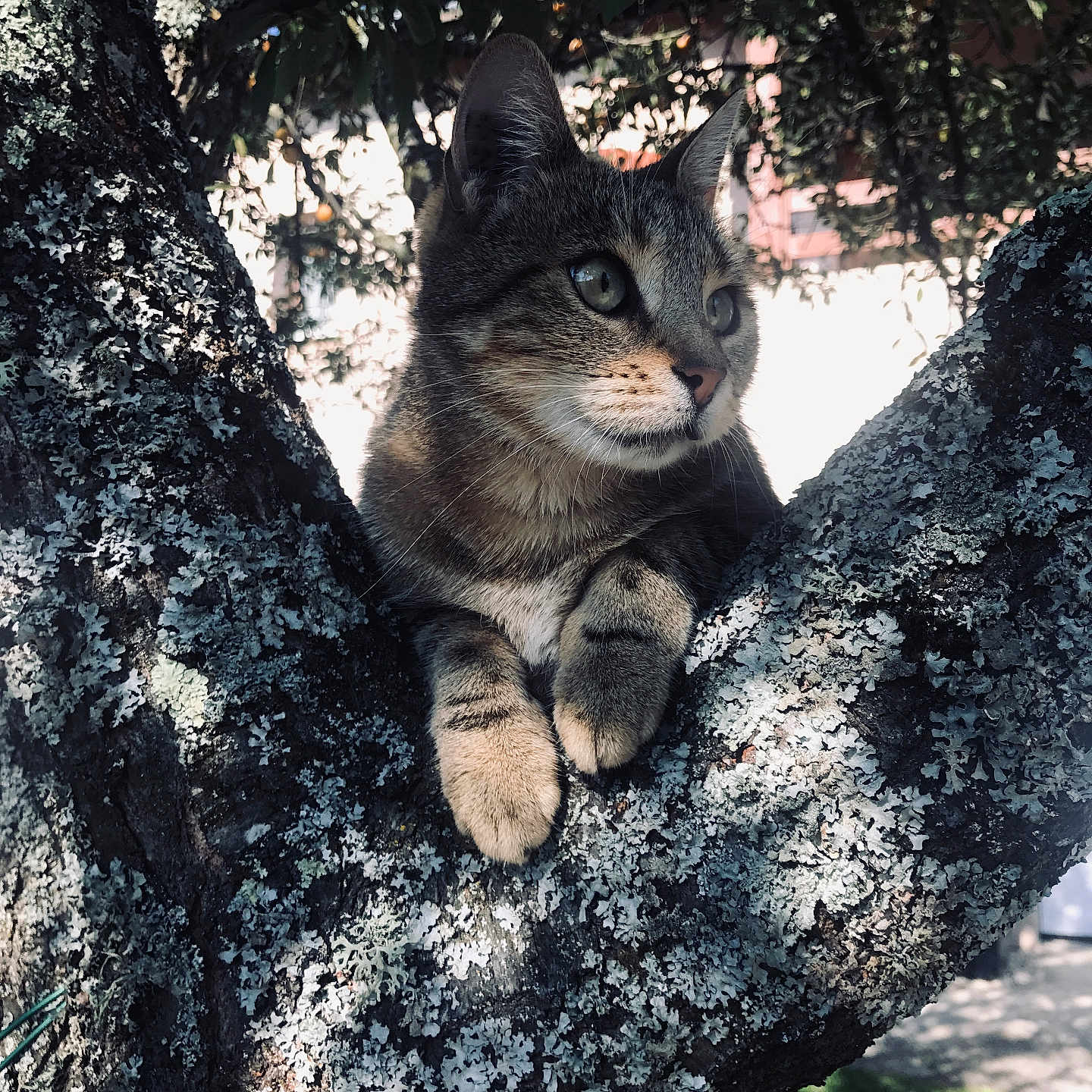 Maryline participe au concours pour gagner de l'argent avec cette photo : animal, branch, cat, closeup, curious, daylight, ears, fur, greenery, moss, nature, outdoor, paw, pet, resting, shadow, sunlight, tabby, tree, wildlife