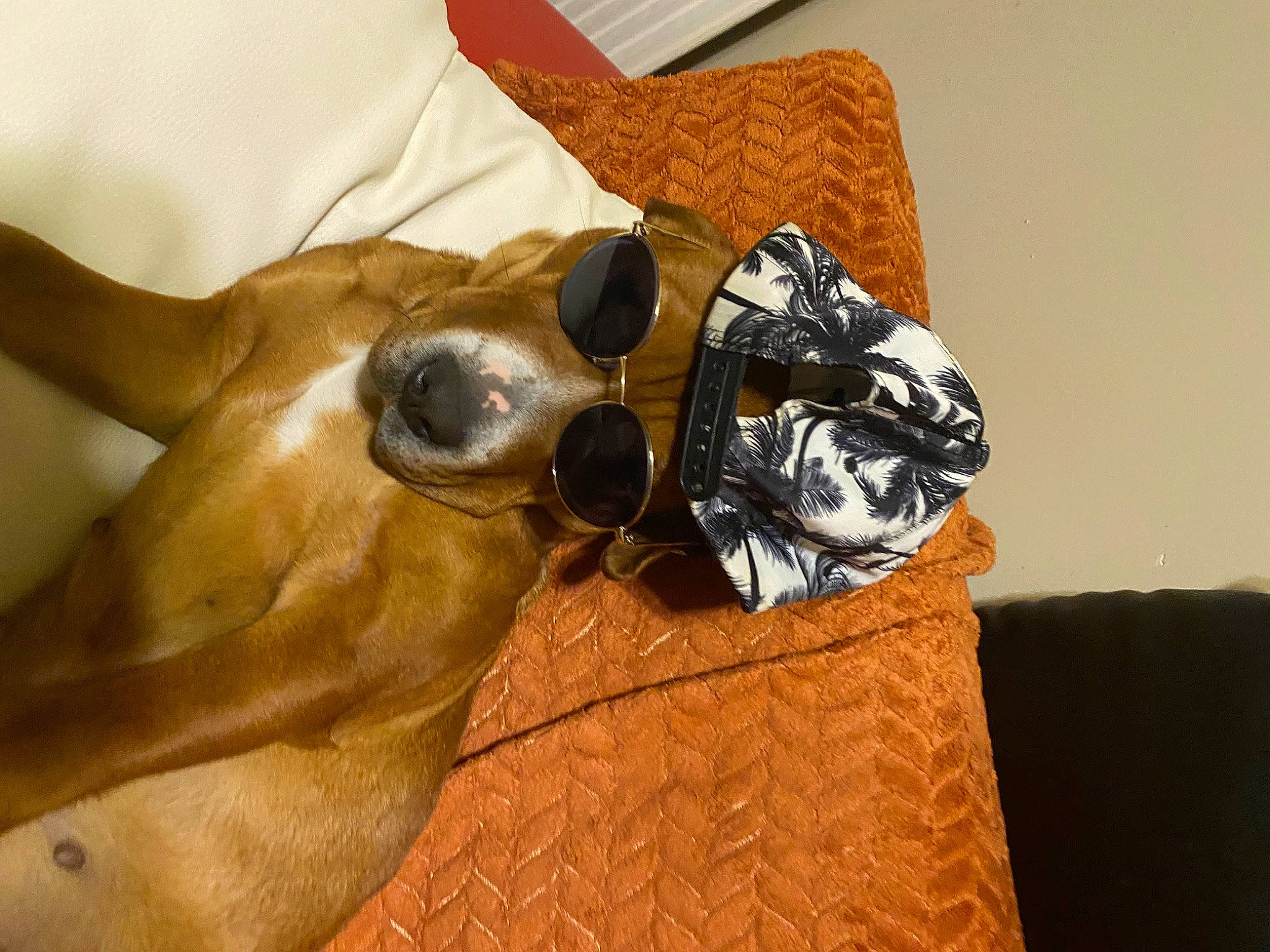 Praline participe au concours pour gagner de l'argent avec cette photo : carnivore, comfort, companion_dog, dog_breed, dress, eyewear, fawn, felidae, gesture, glasses, goggles, human_leg, knee, sculpture, statue, sunglasses, thigh, whiskers, wood, working_animal