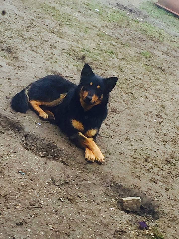 Rex participe au concours pour gagner de l'argent avec cette photo : asphalt, carnivore, dog, dog_breed, felidae, fur, paw, road_surface, sand, shadow, soil, sporting_group, tail, terrestrial_animal, window, working_dog