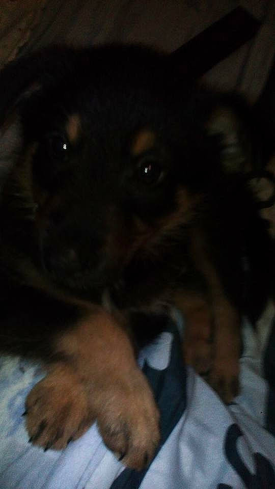 Rex participe au concours pour gagner de l'argent avec cette photo : canidae, carnivore, companion_dog, dog, dog_breed, ear, fawn, fur, guard_dog, liver, mammal, puppy, snout, sporting_group, terrestrial_animal, toy_dog, vertebrate, whiskers, working_animal, working_dog