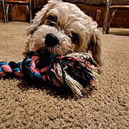 Ollie is registered to the contest to win money with this photo: dog, puppy, toy, rope_toy, carpet, indoor, pet, chewing, playful, fur, brown, closeup, cute, animal, wooden_furniture, home, floor, pet_toy, young_dog, adorable