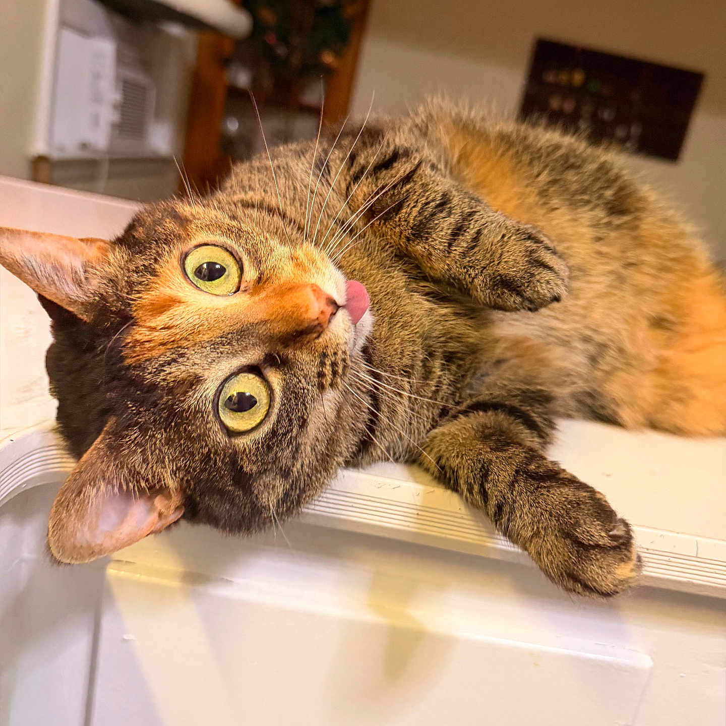 Pebbles joined the competition — help win amazing prizes! cat, tabby, indoor, pet, fur, whiskers, green_eyes, tongue_out, curious, close_up, lying_down, white_surface, warm_light, furniture, cozy, playful, domestic_animal, cute, animal, portrait