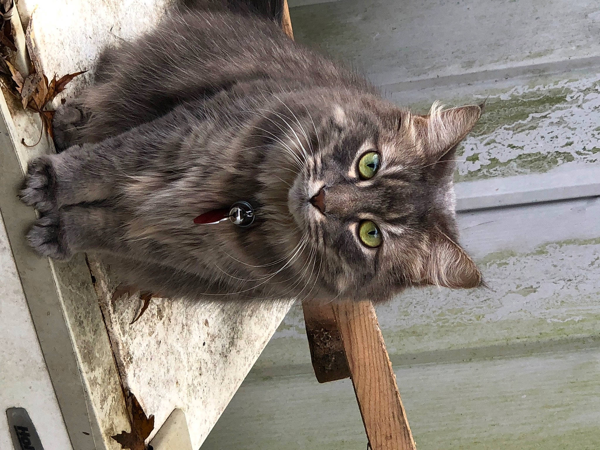 Cleopatra joined the competition — help win amazing prizes! black_cat, carnivore, cat, claw, domestic_short_haired_cat, felidae, fur, small_to_medium_sized_cats, snout, tail, terrestrial_animal, whiskers, wildlife, wood