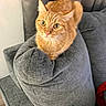 cat, orange_tabby, feline, pet, animal, portrait, wide_eyed, alert, whiskers, ears, green_eyes, sitting, curled_tail, gray_couch, cushion, indoor, home, cozy, close_up, photography