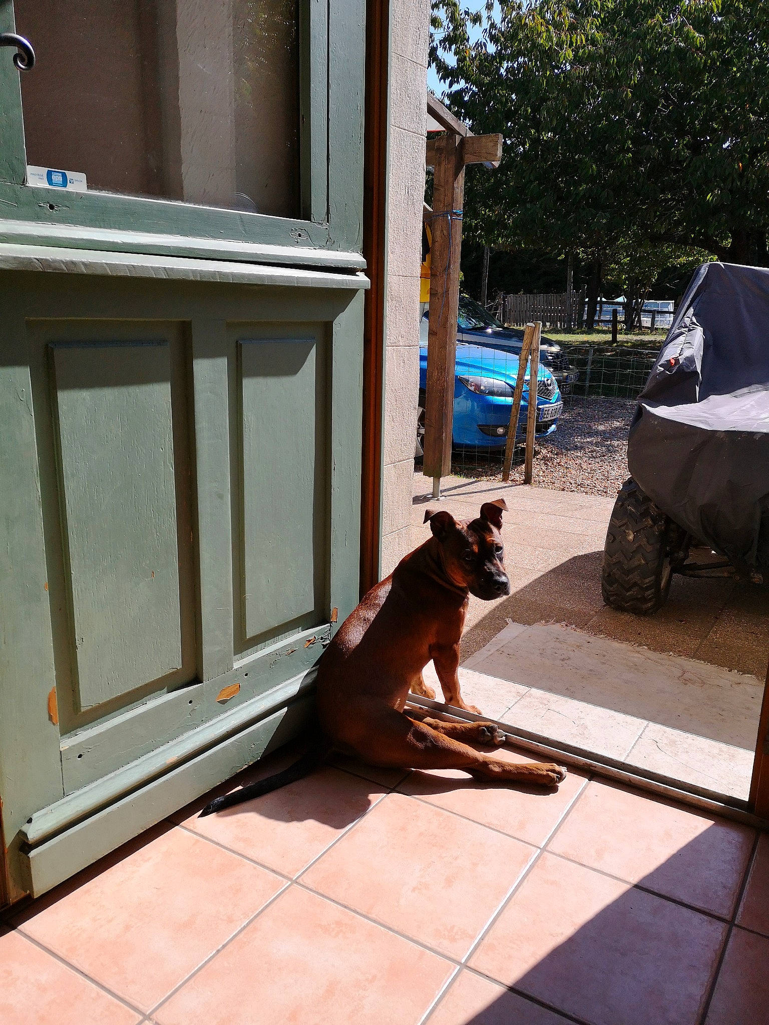 Eli a rejoint le concours — aidez-le/la à gagner de superbes lots ! boxer, canidae, carnivore, cat, dog, dog_breed, fawn, floor, flooring, guard_dog, home, non_sporting_group, tail, window