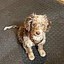Cookie is registered to the contest to win money with this photo: adorable, animal, attentive, brown_fur, companion, curly_fur, cute, dog, domestic_animal, fur, indoor, leopard_print_harness, looking_up, pet, puppy, rubber_floor, sitting, white_paws, wooden_wall, young_dog