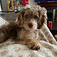 Cookie is registered to the contest to win money with this photo: blanket, brown_fur, can, coca_cola, couch, cozy, curious, dog, fur, furniture, home, indoor, living_room, looking, paw, pet, puppy, relaxed, resting, television