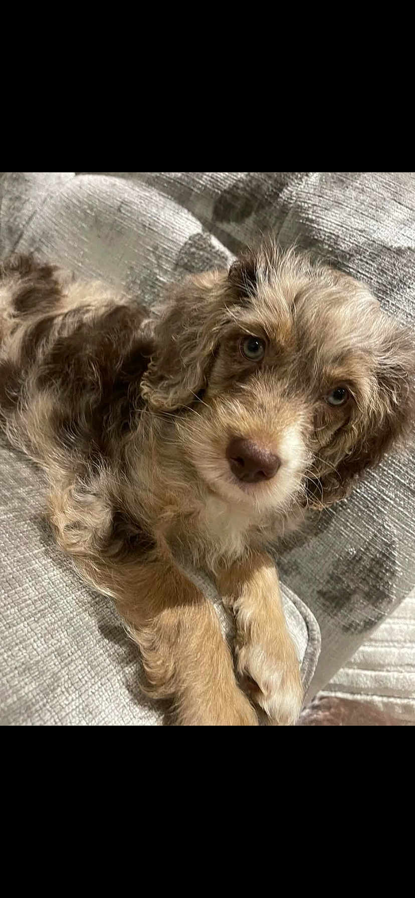 Cookie
