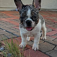 Azalea is registered to the contest to win money with this photo: puppy, dog, french_bulldog, brick_pavement, grass, outdoor, pet, animal, cute, tongue_out, ears_up, young_dog, close_up, small_dog, walking, playful, adorable, curious, daylight, pavement