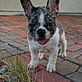 puppy, dog, french_bulldog, brick_pavement, grass, outdoor, pet, animal, cute, tongue_out, ears_up, young_dog, close_up, small_dog, walking, playful, adorable, curious, daylight, pavement