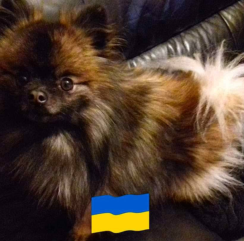 Orion a rejoint le concours — aidez-le/la à gagner de superbes lots ! canidae, carnivore, companion_dog, dog, dog_breed, eye, fawn, fur, german_spitz, hair, head, human_body, iris, liver, snout, sporting_group, terrestrial_animal, toy_dog, whiskers, working_animal