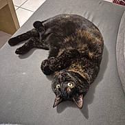 Etoile a rejoint le concours — aidez-le/la à gagner de superbes lots ! cat, tortoiseshell_cat, pet, indoor, furniture, couch, gray, tile_floor, relaxing, lying_down, curious, fur, whiskers, ears, animal, domestic_cat, cozy, home, resting, cute