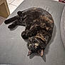 cat, tortoiseshell_cat, pet, indoor, furniture, couch, gray, tile_floor, relaxing, lying_down, curious, fur, whiskers, ears, animal, domestic_cat, cozy, home, resting, cute