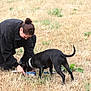 animal, black_dog, brown_hair, casual_clothing, collar, daylight, dog, dry_grass, feeding, field, grass, interaction, kneeling, leisure, nature, outdoor, person, pet, playing, woman