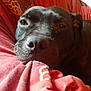 animal, black_dog, close_up, comfort, cozy, dog, ears, fabric, face, fur, indoors, patterned, pet, portrait, red_fabric, relaxed, resting, sleepy, snout, soft_light