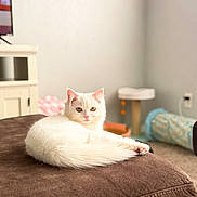 Lumi is registered to the contest to win money with this photo: cat, white_cat, fluffy, pet, indoor, living_room, furniture, brown_surface, relaxing, animal, cute, domestic_cat, looking, cozy, soft_light, carpet, toy, cat_toy, curious, resting
