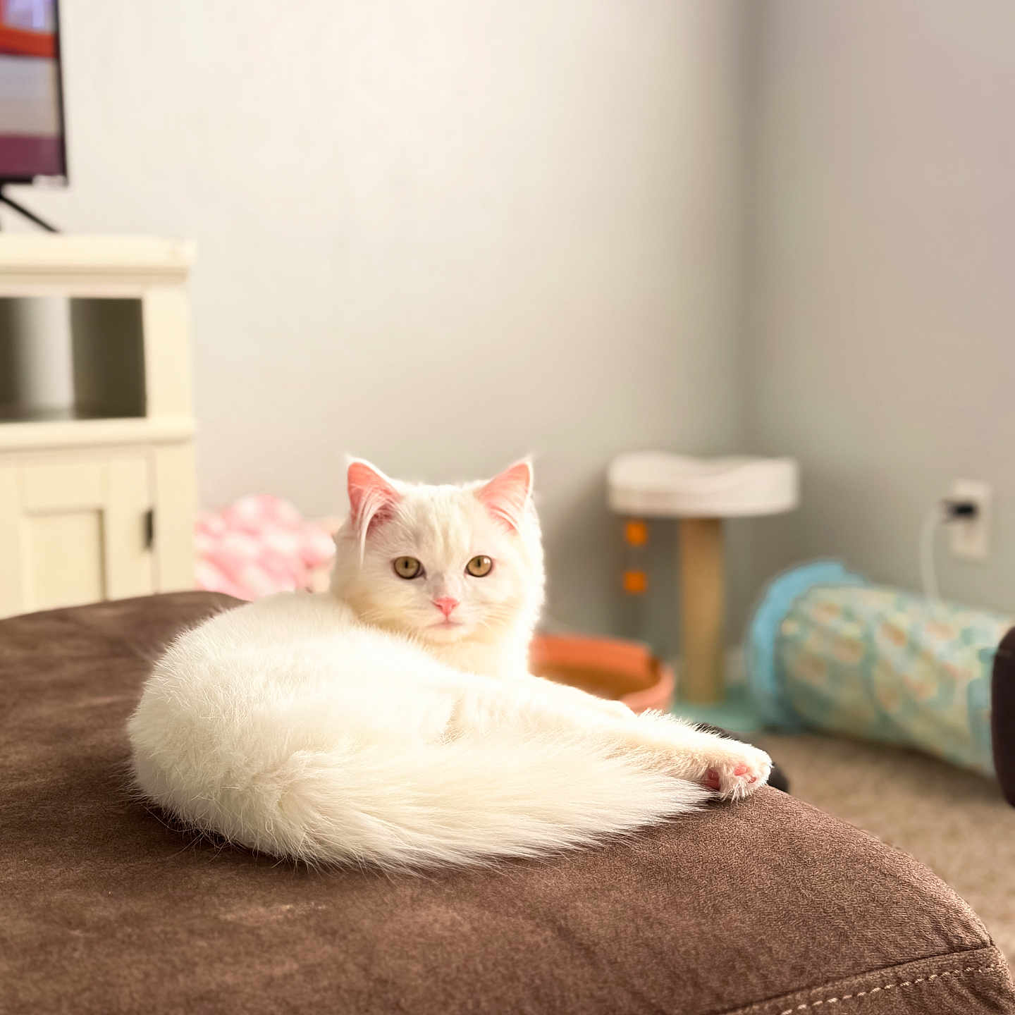 Lumi is registered to the contest to win money with this photo: cat, white_cat, fluffy, pet, indoor, living_room, furniture, brown_surface, relaxing, animal, cute, domestic_cat, looking, cozy, soft_light, carpet, toy, cat_toy, curious, resting