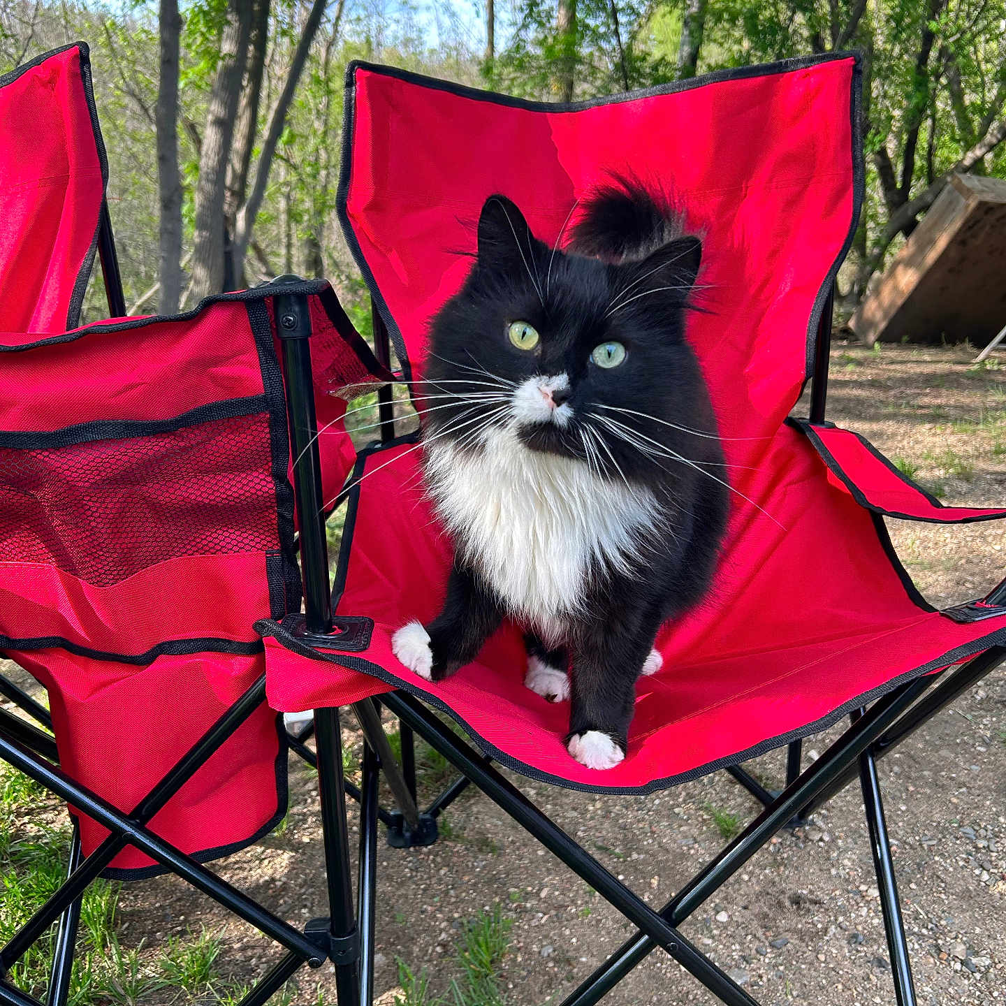 Fredrick Mcpuffin is registered to the contest to win money with this photo: animal, black_and_white, camping_chair, cat, curious, daylight, feline, fur, grass, green_eyes, ground, metal_frame, nature, outdoor, pet, recreational, red_chair, sitting, trees, whiskers