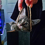 Maverick is registered to the contest to win money with this photo: kitten, cat, gray_cat, paper_bag, hand, curious, wide_eyes, pet, indoor, cute, feline, animal, playing, small, young_cat, whiskers, ears, domestic_cat, holding, closeup
